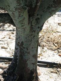            Bark (Winter Haven, FL)   