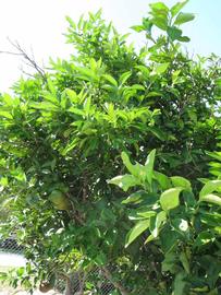              Sun leaves (Winter Haven, FL)       