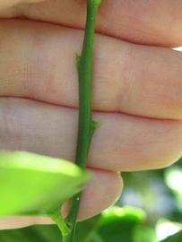            First year twig (Winter Haven, FL)   