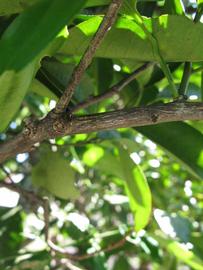              Second - third year twig (Winter Haven, FL)       