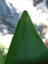              Margin (Winter Haven, FL)       