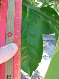              Unifoliolate leaf (Winter Haven, FL)       