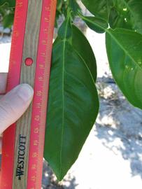              Unifoliolate leaf (Winter Haven, FL)       