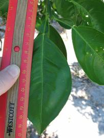              Unifoliolate leaf (Winter Haven, FL)       