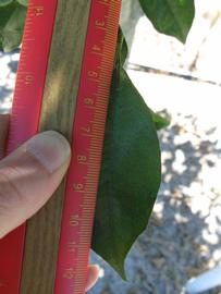              Unifoliolate leaf (Winter Haven, FL)       