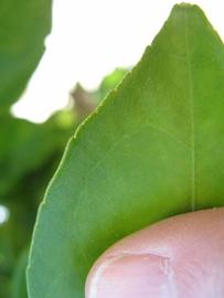              Margin (Winter Haven, FL)       