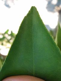              Margin (Winter Haven, FL)       