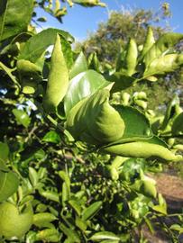            Sun leaves (Winter Haven, FL)   
