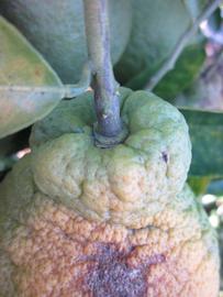            Fruit (Winter Haven, FL)   