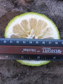            Fruit cross-section (Winter Haven, FL)   