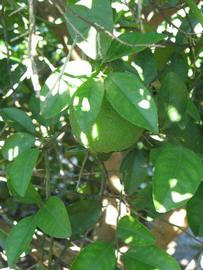              Shade leaves (Winter Haven, FL)       