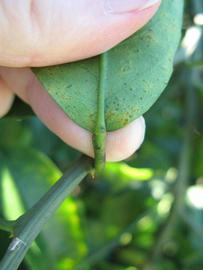              Petiole (Winter Haven, FL)       