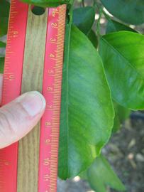             Unifoliolate leaf (Winter Haven, FL)       