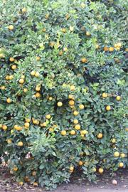            Habit (Schaub, Riverside, CA)   