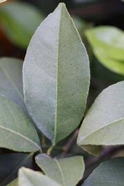            Unifoliolate leaf (Schaub, Riverside, CA)   