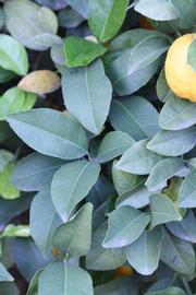            Sun leaves (Schaub, Riverside, CA)   