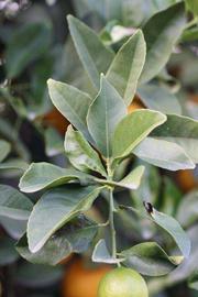             Sun leaves (Schaub, Riverside,   CA)   