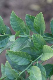            Shade leaves (Schaub, Riverside, CA)   