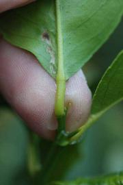              Petiole (Schaub, Riverside, CA)       