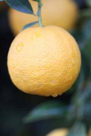            Fruit (Schaub, Riverside, CA)   