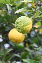            Fruit (Schaub, Riverside, CA)   