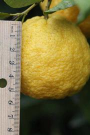            Fruit (Schaub, Riverside, CA)   