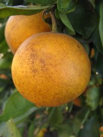            Fruit (Winter Haven, FL)   