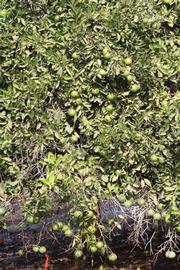            Habit (Riverside, CA)   