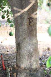            Bark (Riverside, CA)   