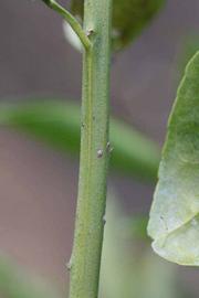            First year twig (Riverside, CA)   