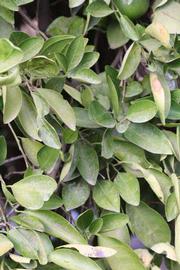              Sun leaves (Riverside, CA)       