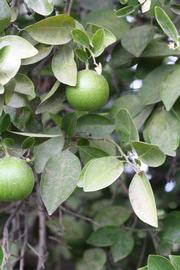              Sun leaves (Riverside, CA)       