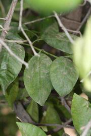              Shade leaves (Riverside, CA)       