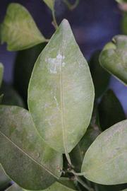              Unifoliolate leaf (Riverside, CA)       