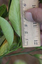              Unifoliolate leaf (Riverside, CA)       