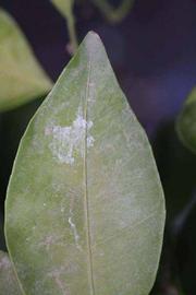              Margin (Riverside, CA)       