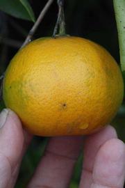            Fruit (Riverside, CA)   