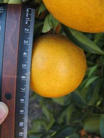            Fruit (Winter Haven, FL)   