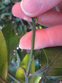            First year twig (Winter Haven, FL)   