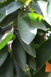              Shade leaves (Riverside, CA)       