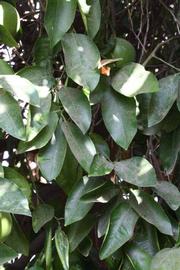              Shade leaves (Riverside, CA)       
