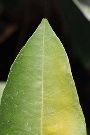              Margin (Riverside, CA)       