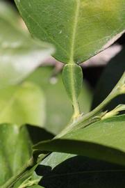              Petiole (Riverside, CA)       