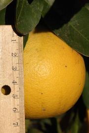            Fruit (Riverside, CA)   