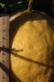                Fruit (Siamese, Riverside, CA)       