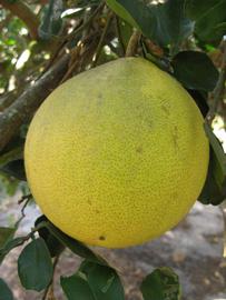                Fruit (Siamese, Winter Haven, FL)       