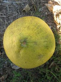                Fruit (Siamese, Winter Haven, FL)       