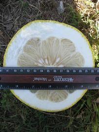               Fruit cross-section (Siamese, Winter Haven,   FL)       