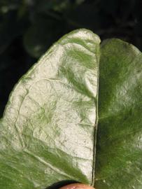              Margin (Winter Haven, FL)       