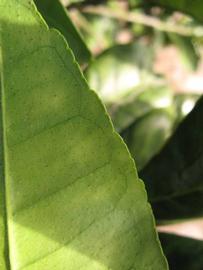              Margin (Winter Haven, FL)       